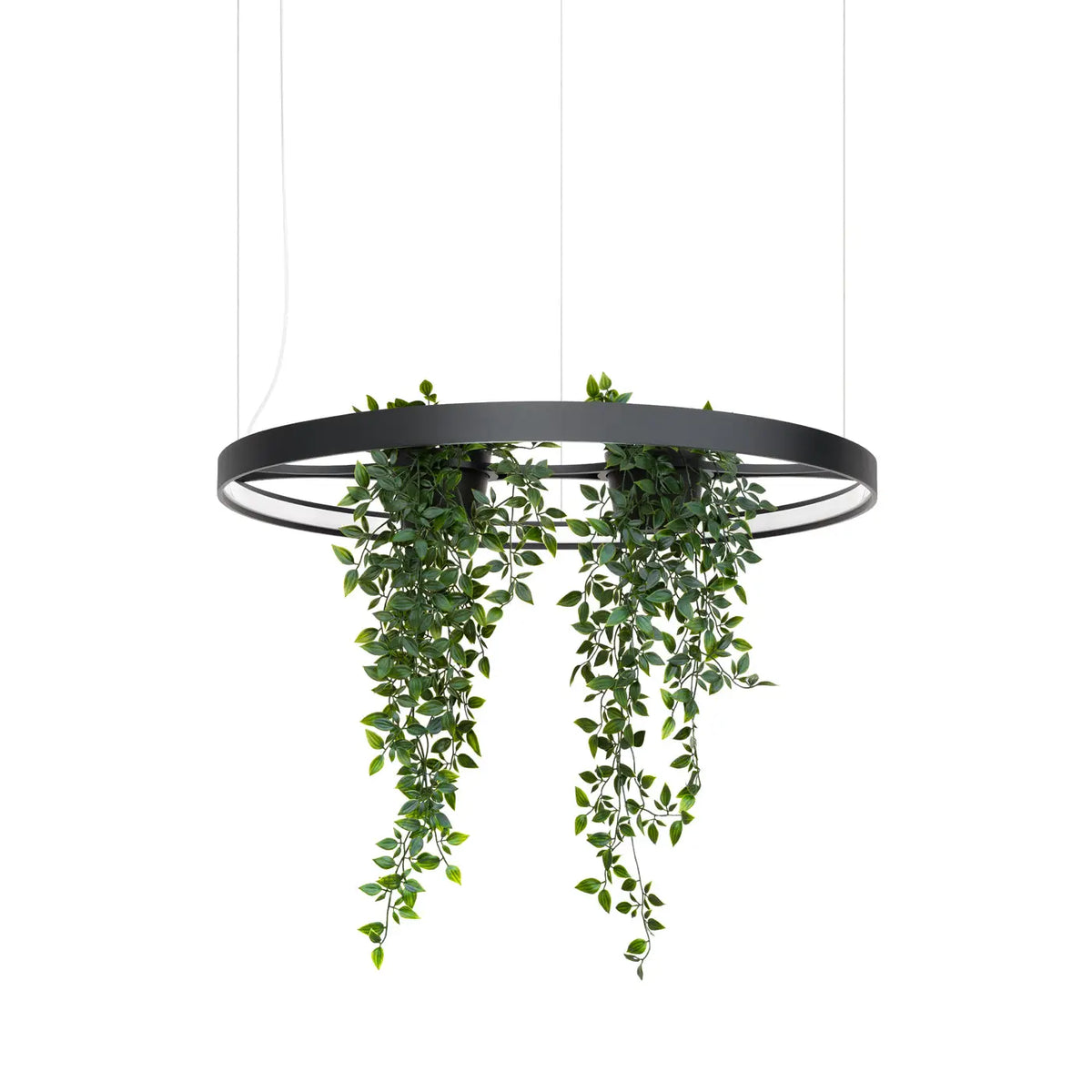 Suspension anneau LED noire avec plantes au centre, 78 ou 110 cm