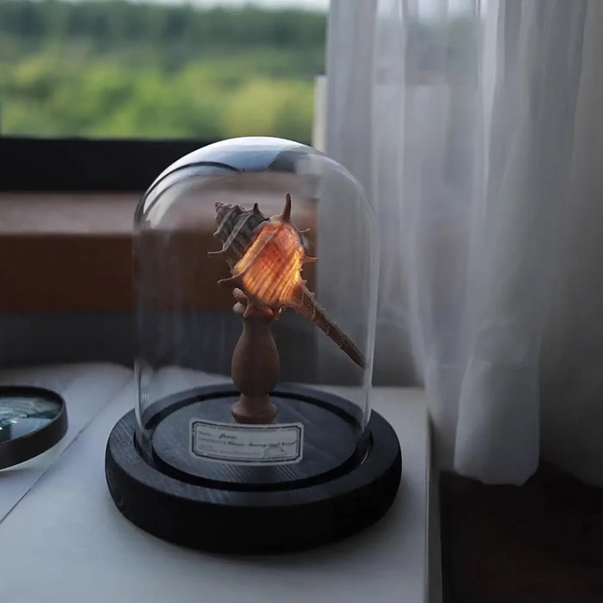 Veilleuse oursin lumineux sous cloche en verre, quatre coloris, marron