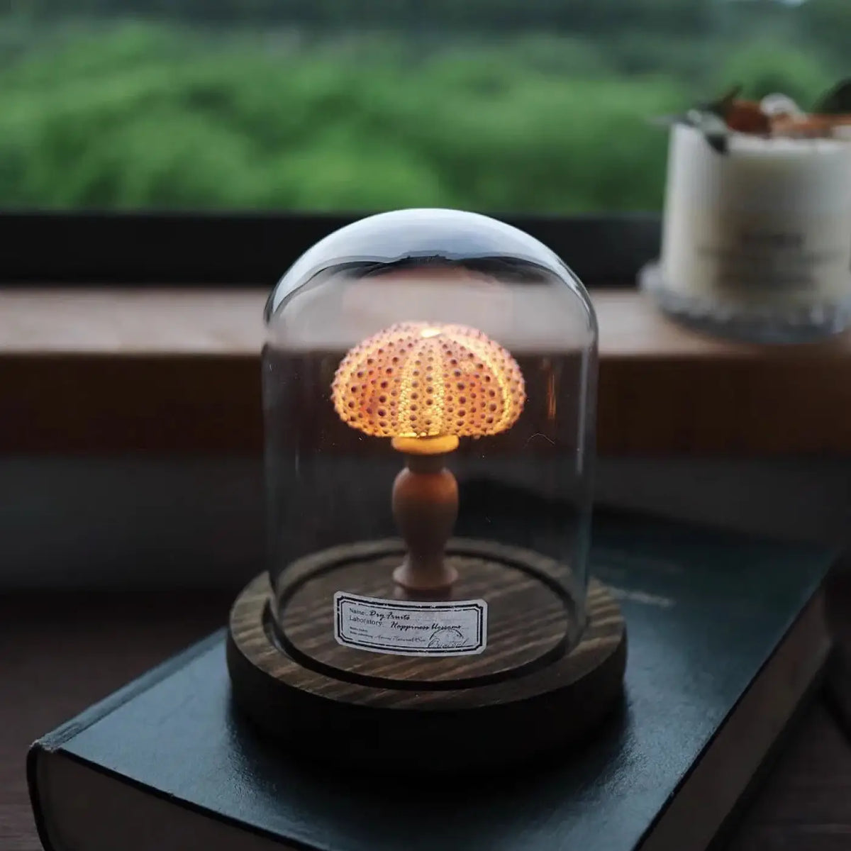 Veilleuse oursin lumineux sous cloche en verre, quatre coloris, rose