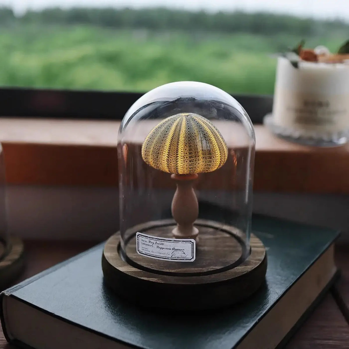 Veilleuse oursin lumineux sous cloche en verre, quatre coloris, vert