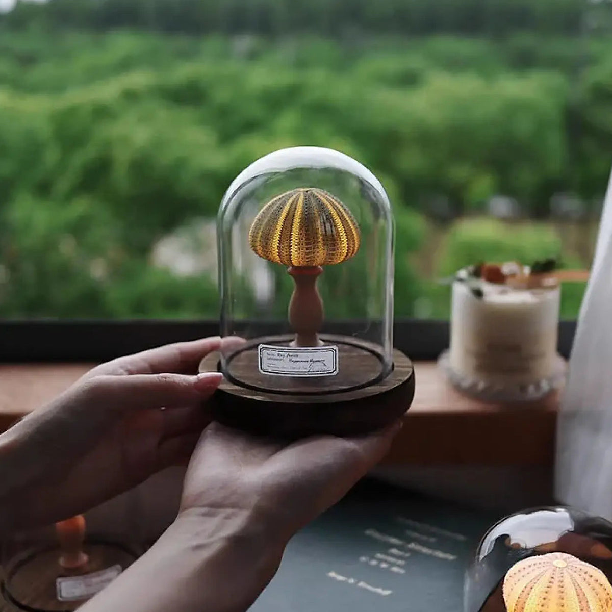 Veilleuse oursin lumineux sous cloche en verre, quatre coloris